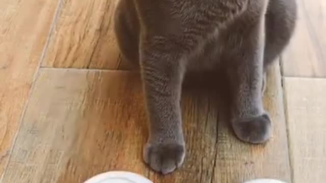 Animals Real - Best Of The 2021 #Funny​ Animals Videos - Try Not To Laugh