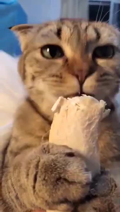 Cat eats banana 😋 #shorts #tiktok