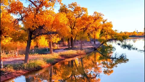 Warm-toned trees are the beauty of autumn