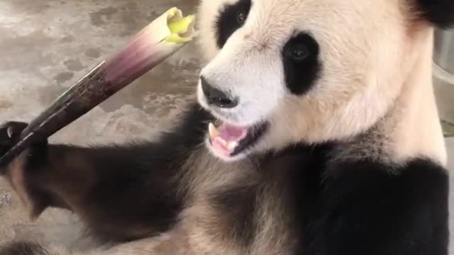 Panda hungry