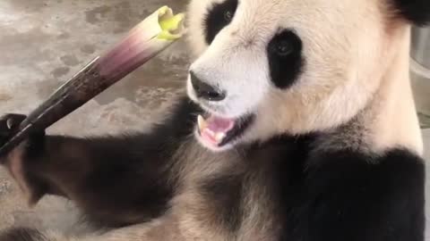 Panda hungry