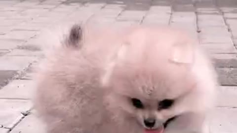 Cute Puppy Dog short video