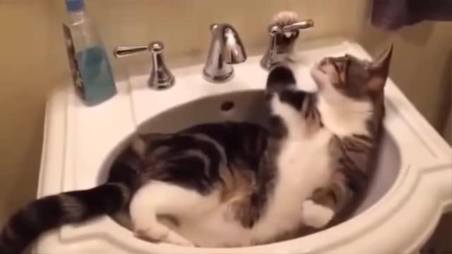 Funniest Cats 😹 - Don-t try to hold back Laughter 😂 - Funny Cats Life 22