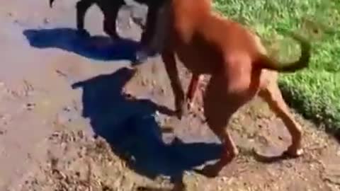 Funny Dog Videos For Kids in 2021