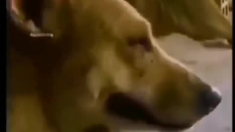 Dogs crying after beaten up