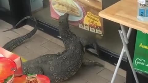 Huge Lizard Try to Enter Convenient Store