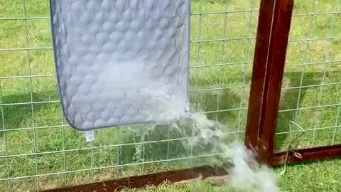 Australian Shepherd Has Water Hose Fun