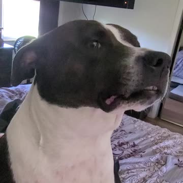 Show me that SNARLY face! Yea that's the spot