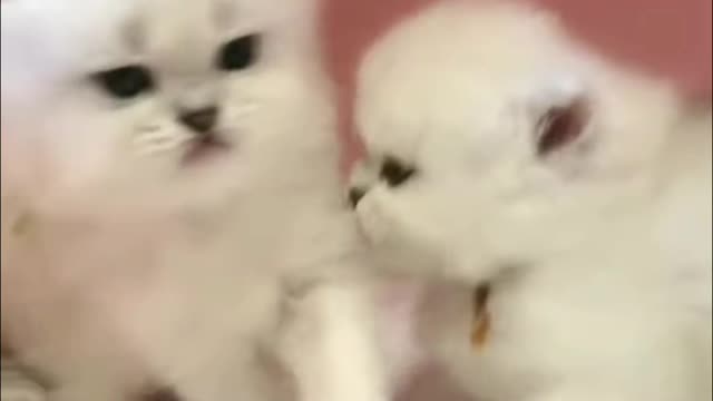 ๐๐Best baby cats๐๐