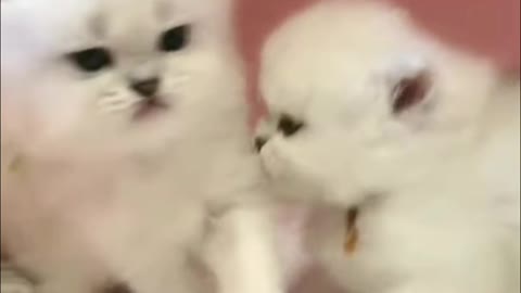 😍😍Best baby cats😍😍