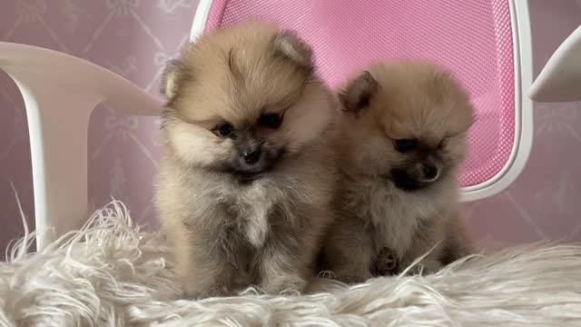 Adorable Double Fluff