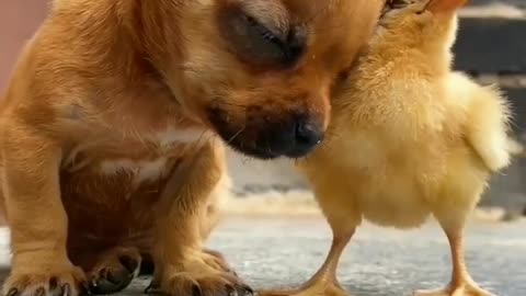 Dogs and Hen