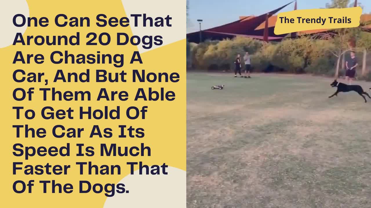 Viral Video Of Park Full of Dogs Chasing A Remote Controlled Toy Car Will Leave You Amazed | WATCH