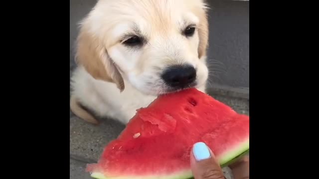 Puppy Tries Watermelon For The First Time