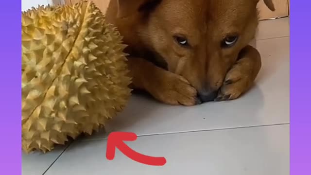 Baby dog playing the game 😋😋🥰❤ funny🤣🤣😝😜😝 video