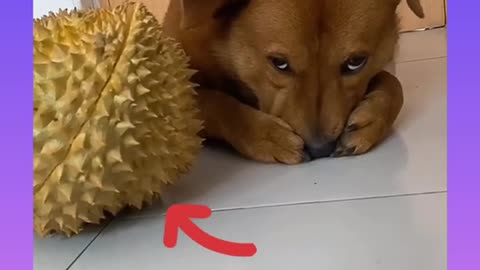 Baby dog playing the game 😋😋🥰❤ funny🤣🤣😝😜😝 video