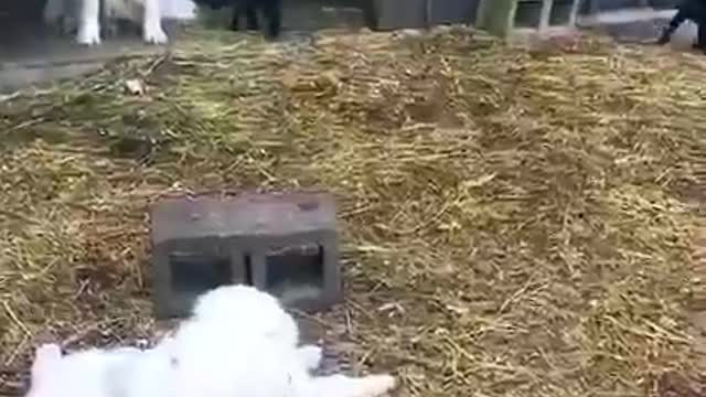 Great Pyrenees puppy is learning to guard goats. 😍😍