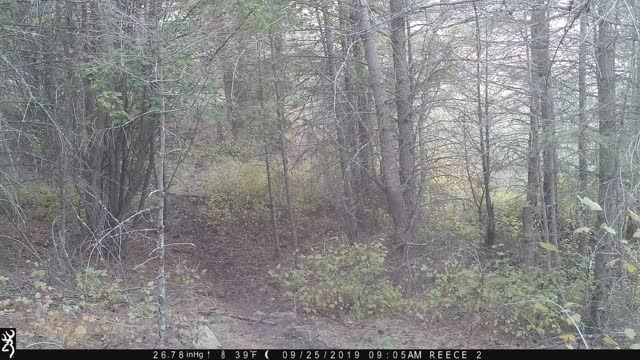 Bull Elk Bugles at Herd