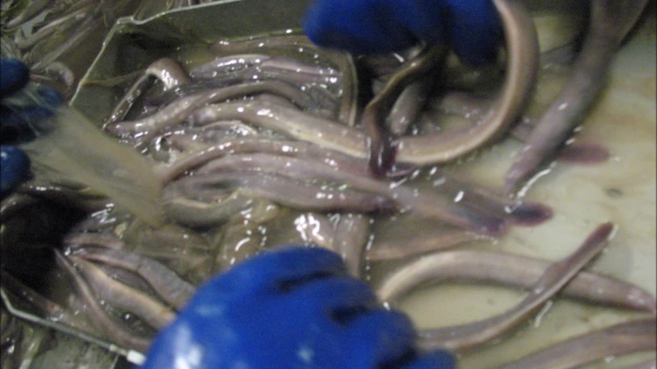 Hagfish Slime Eel Production