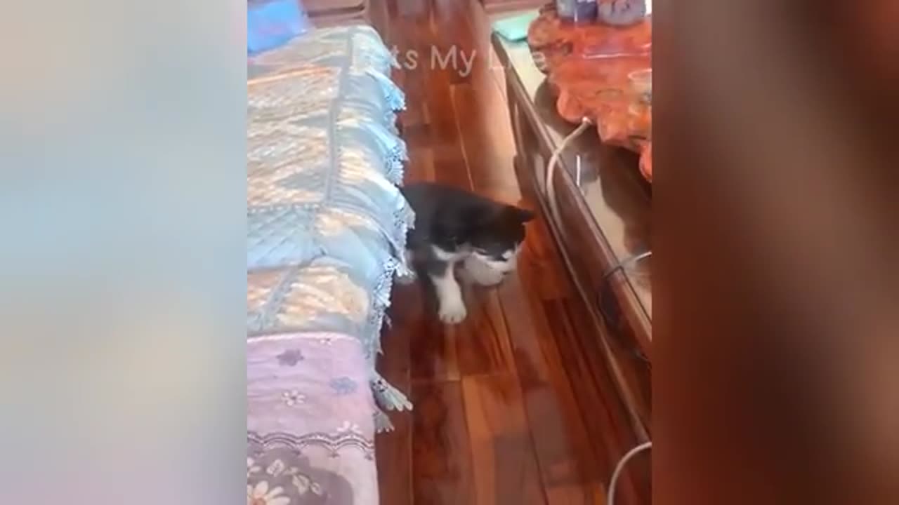 Funniest cat