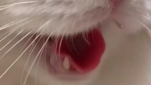 Aww Cute Cats Videos