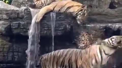 The tiger above blocked the water. The cool tiger below got angry