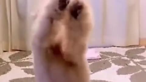 Cute Dog Dance in funny mood