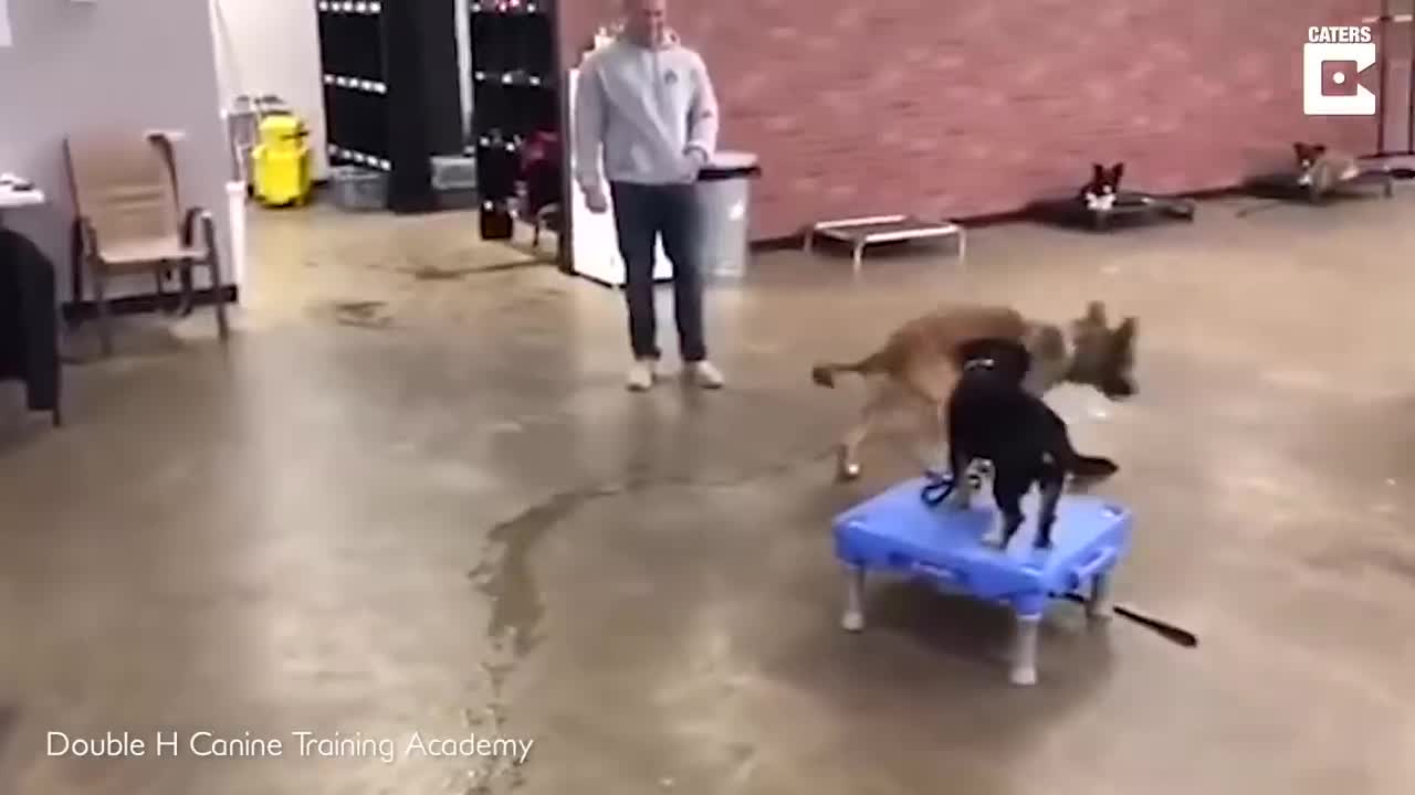 Dog Being A Service Dog