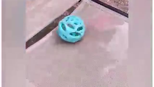 Did you know that not only humans are obsessed with balls? Yes, animals also do. ViralHog