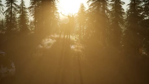 Deer Male in Forest at Sunset