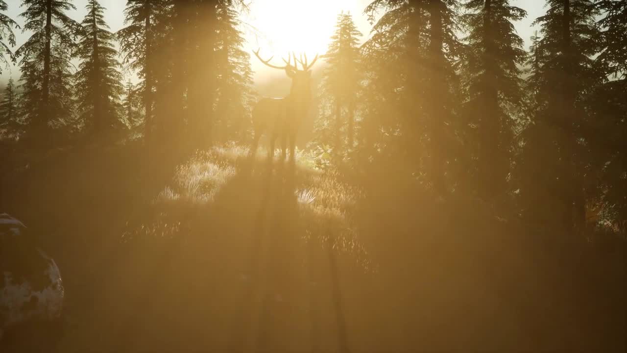 Deer Male in Forest at Sunset