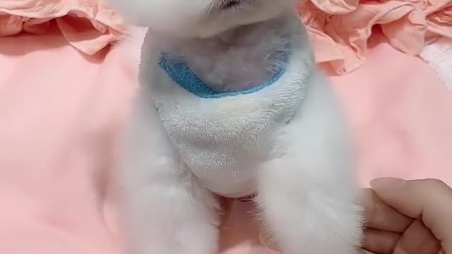 Very cute white puppy