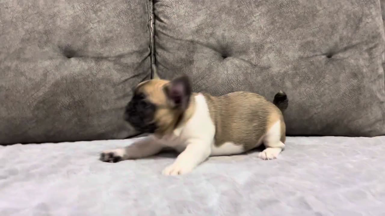 French Bulldog puppy