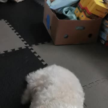 The melon puppys strike again