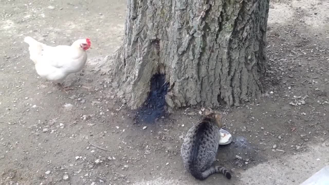 In the union, he strengthened his chick by trying to eat cats