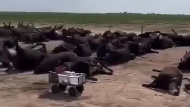 June 16, 2022 3k Cows in Kansas ☠ SABOTAGE