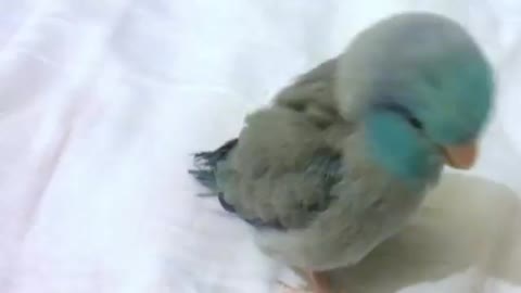 dubstep bird