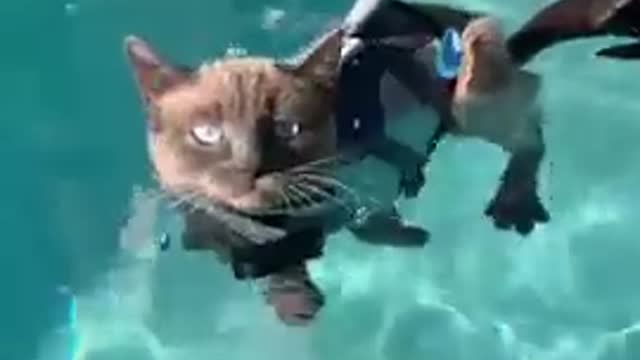 Cute and Funny Cat vs Dogs Videos Compilation 2021 p111 #Shorts #Animal