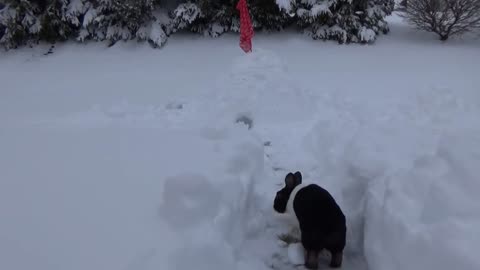 Rabbit finally goes outside in the snow!