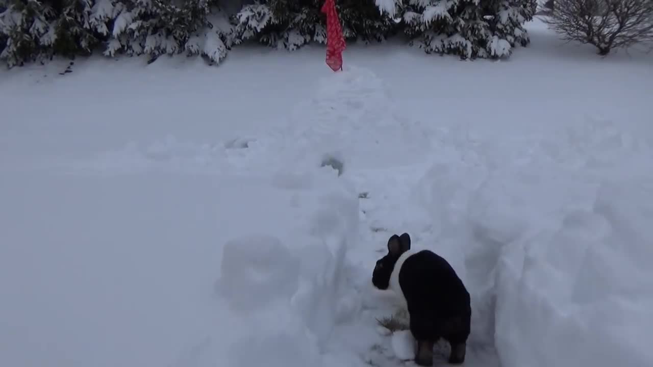 Rabbit finally goes outside in the snow!