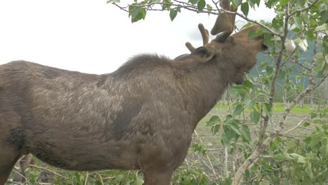 moose eating from tree