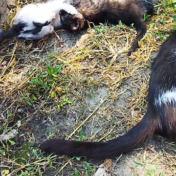 😻 Cat Masha is lying so comfortably, and her kittens are so playful! 🐾💖