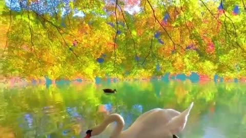 Japan is a dream