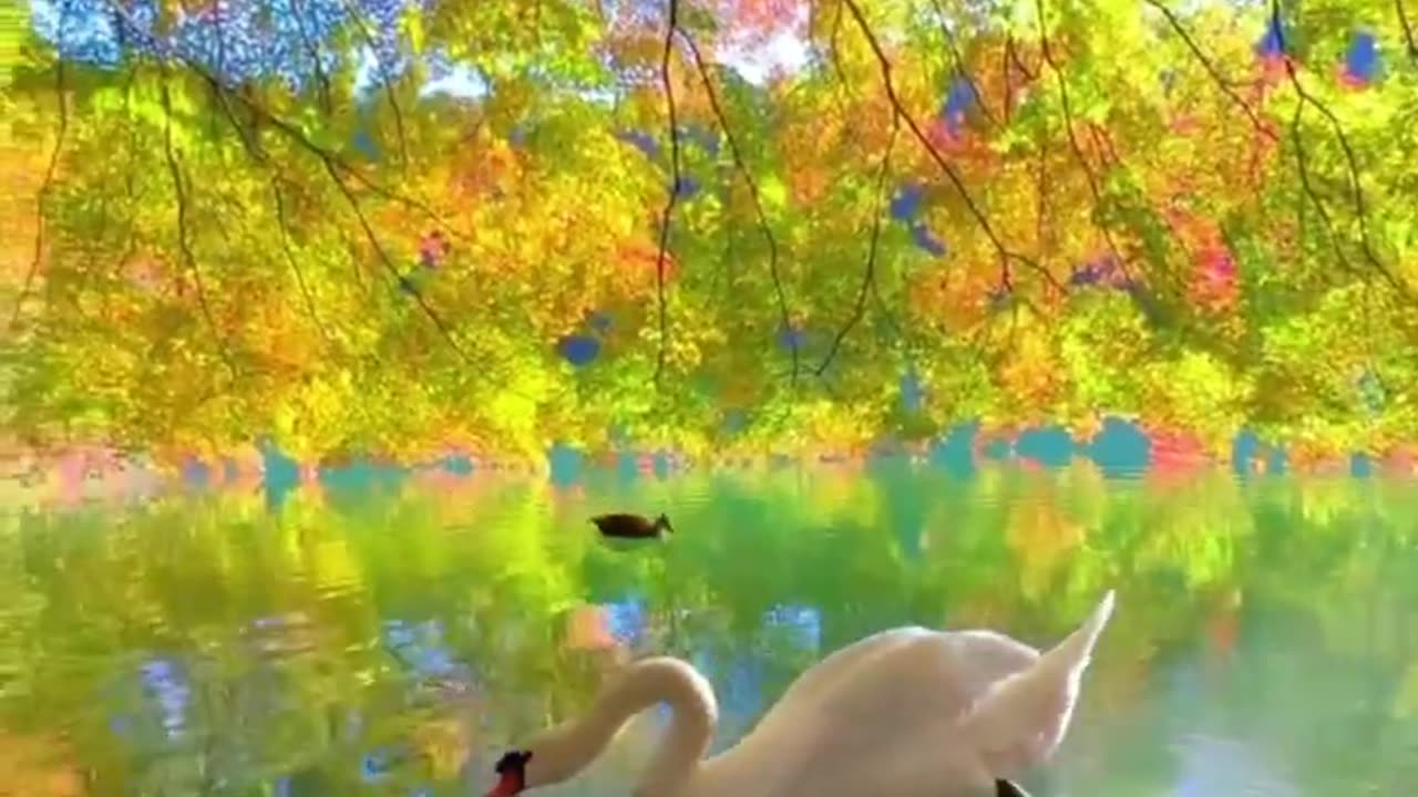 Japan is a dream