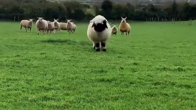 Beep beep I’m a sheep