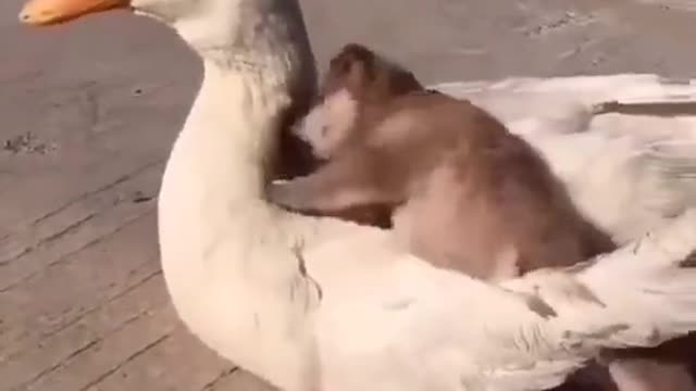 Duck and a puppy friendship