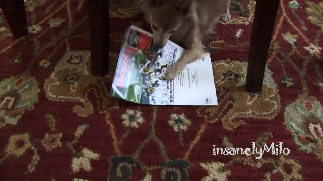 Milo the Chihuahua absolutely hates the mailman