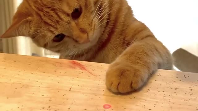 Adorable Cat playing with light