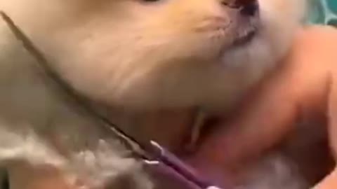 Pussy cute cat hair cutting video