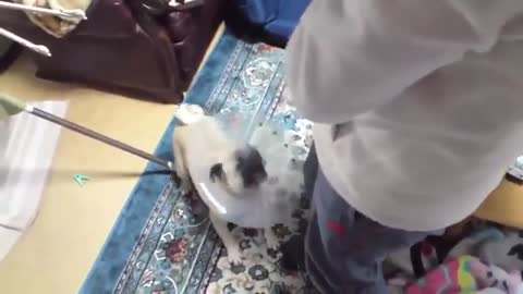 Top Funny Dog Compilation Barking Sound